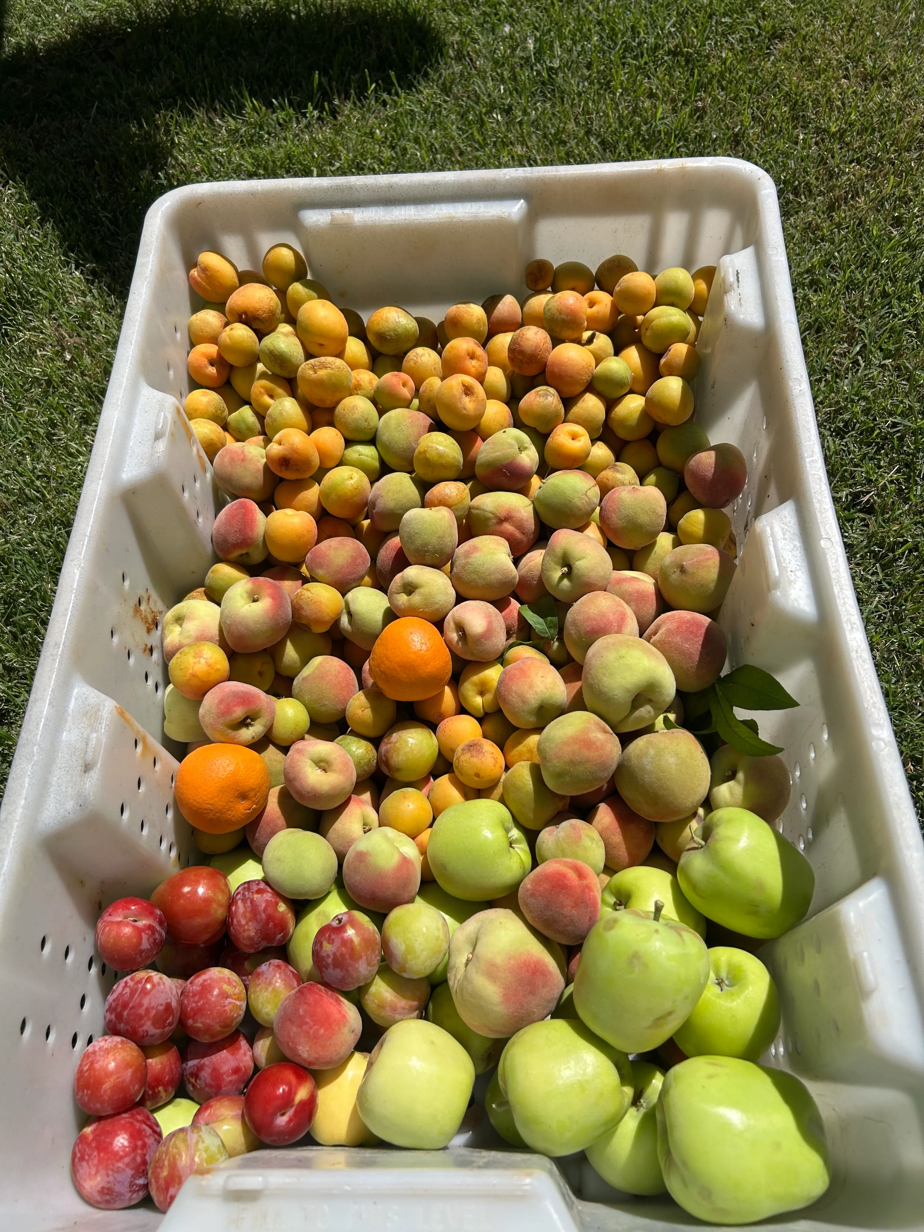 Sonoran Orchard harvest of Apricots peaches apples and plums