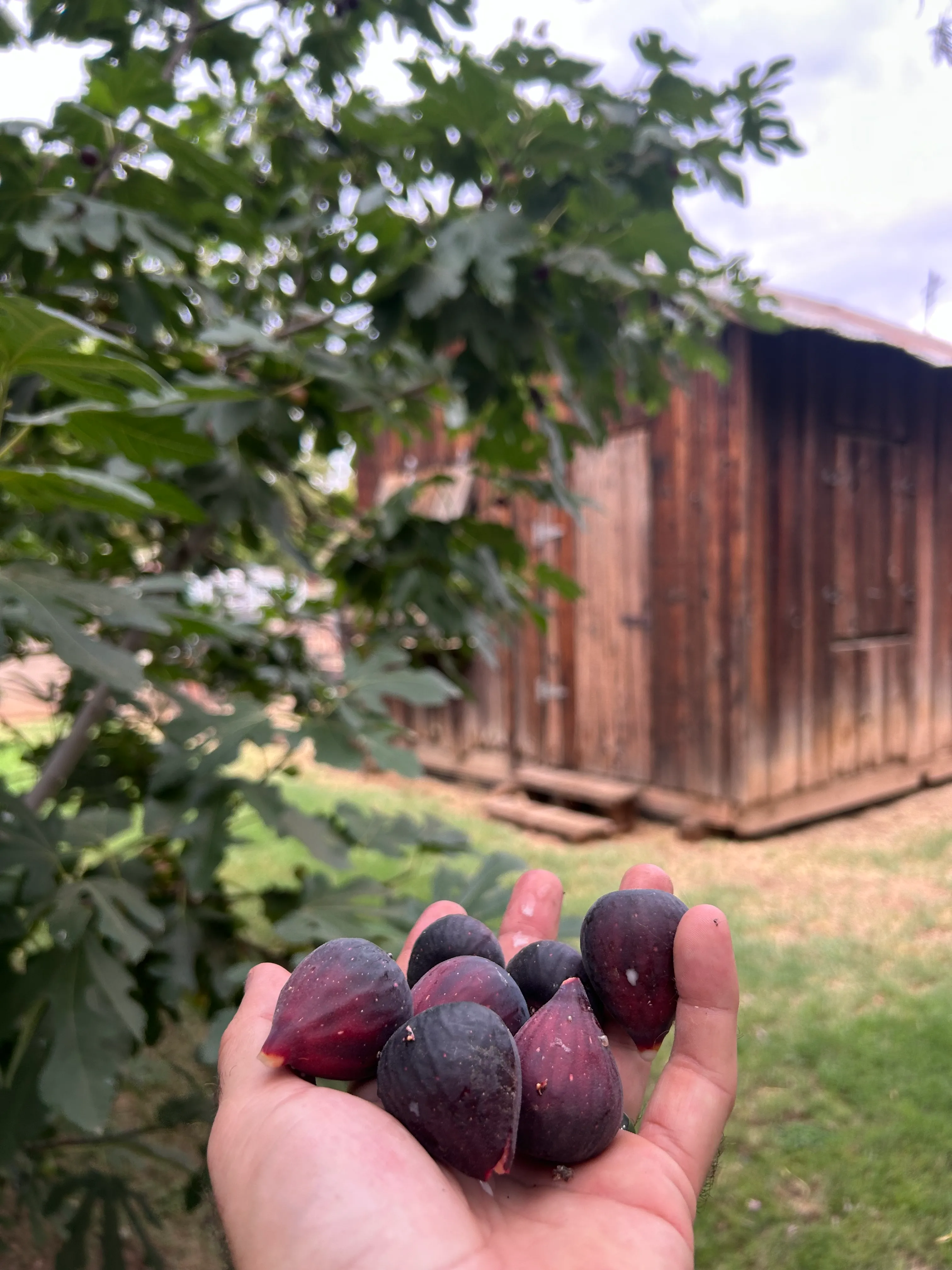 Fresh Arizona fruit like figs in front of historic barn